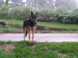 Buddy, the German Shepherd
