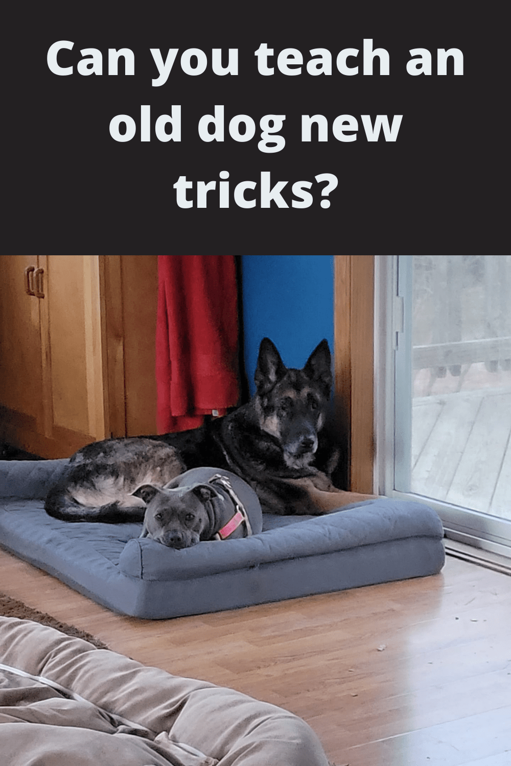 Can you teach an old dog new tricks?